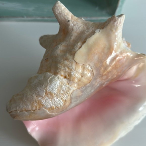 Queen Conch Shell Pink Interior Nautical Beach Decor Natural Sculpture - Picture 9 of 11